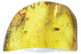 Polished Chiapas Amber With Inclusions ( g) - Mexico #102815-1